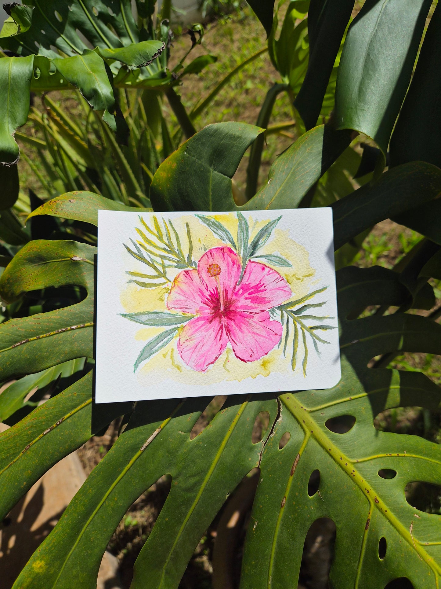 Hibiscus